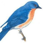 Bluebird82