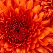 karmen-horvath